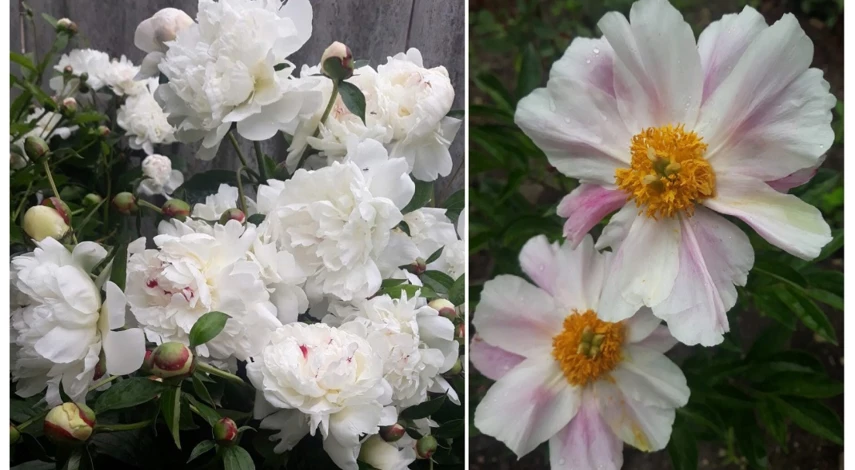 пион травянистый сорта