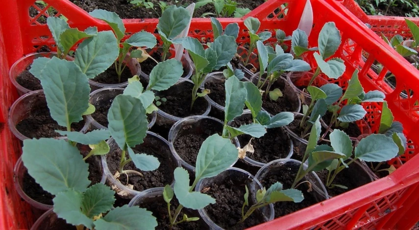 посадка капусты в мае