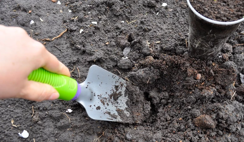 посадка капусты в грунт рассадой