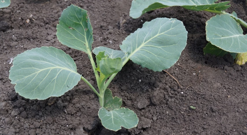 посадка капусты в открытый грунт