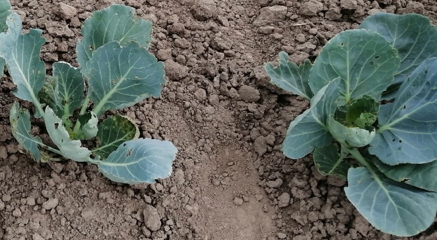посадка капусты в открытый грунт рассадой