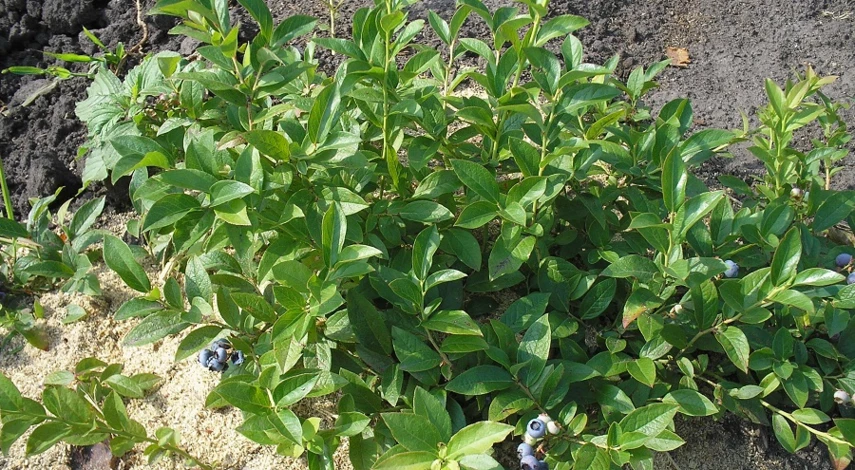 как сажать голубику в грунт весной