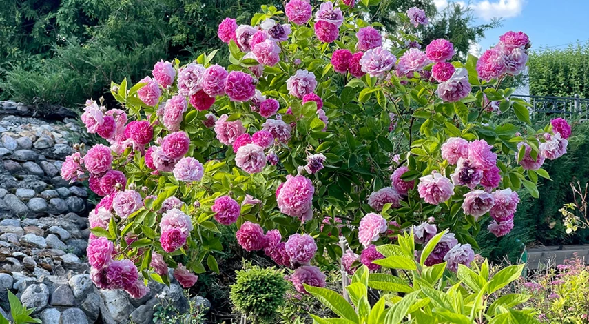 кустовые розы описание