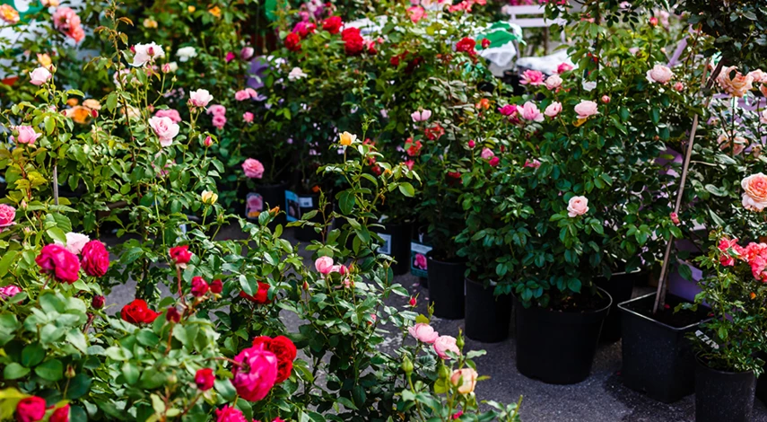 как ухаживать за кустовой розой