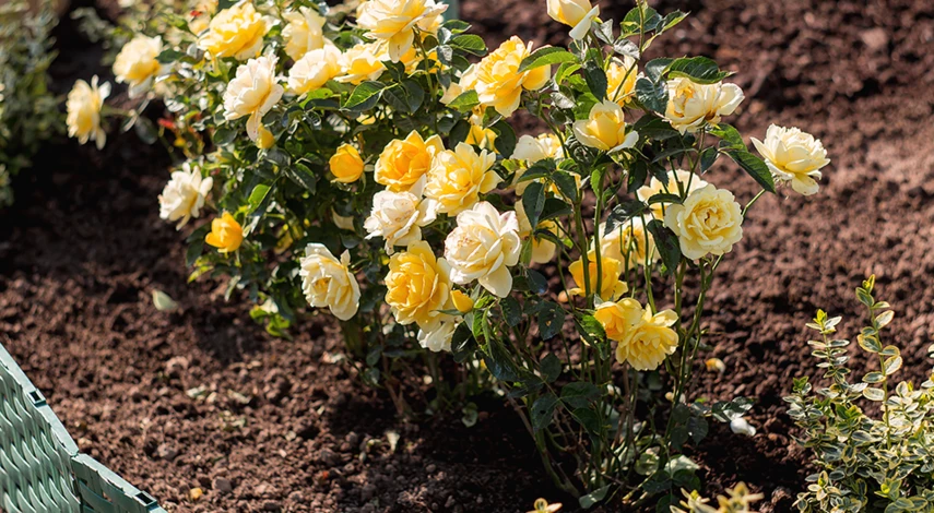 кустовые розы уход