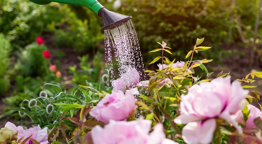 кустовые розы полив