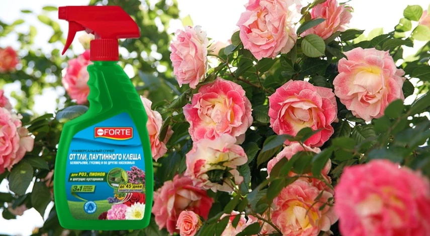 выращивание кустовых роз