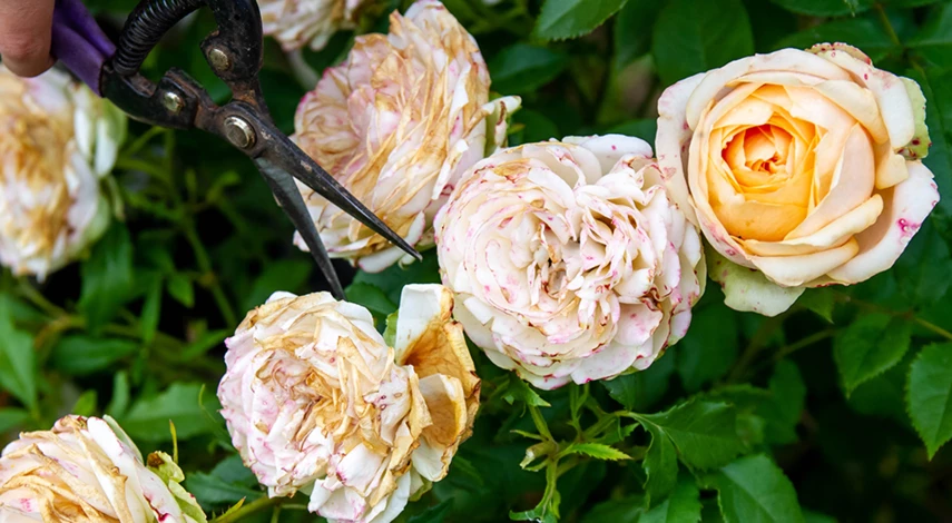как обрезать кустовые розы