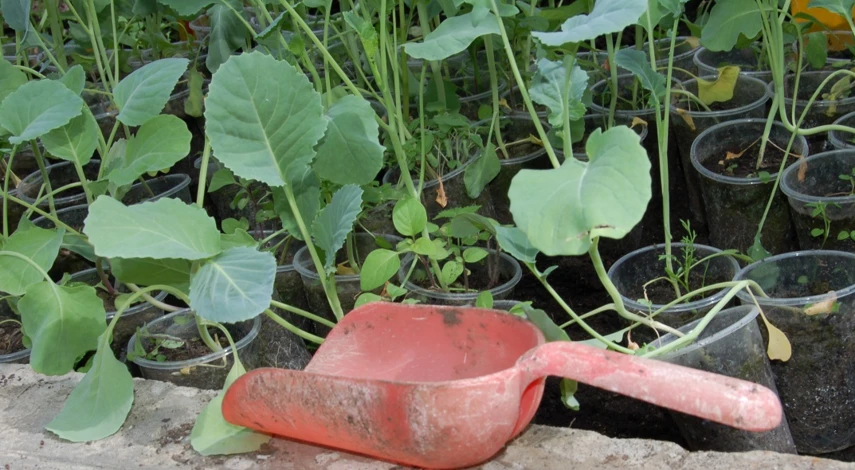 высадка рассады капусты в грунт