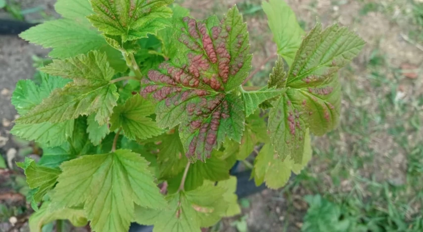 как избавиться от тли народными средствами