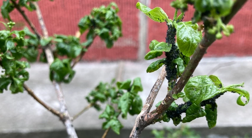 чем обработать от тли народными средствами