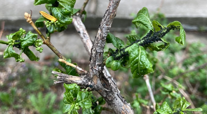 тля как избавиться народными