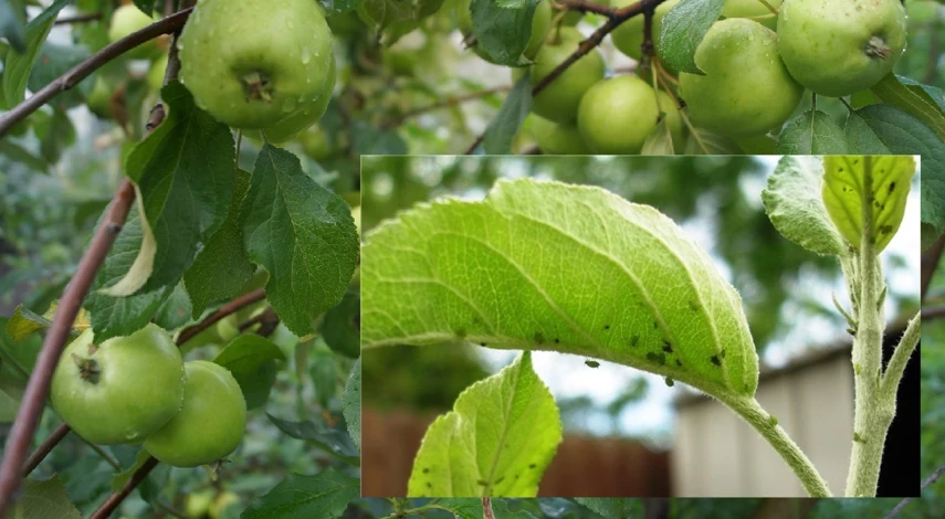 тля на деревьях народные