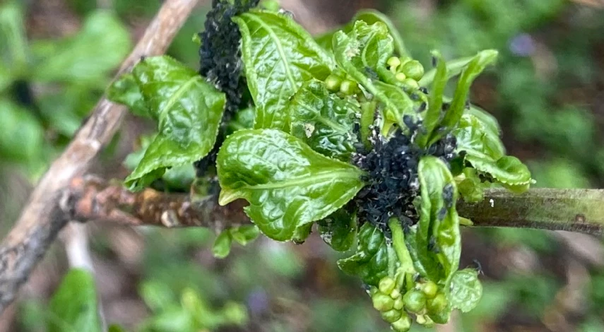 как избавиться от тли народными средствами