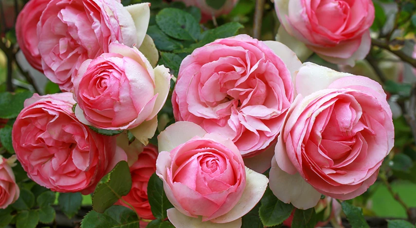 как ухаживать за кустовыми розами