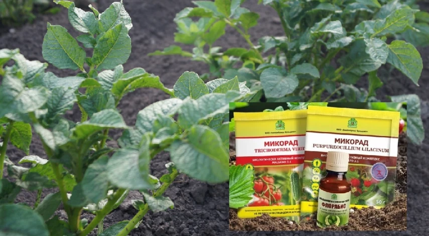 стеблевая нематода