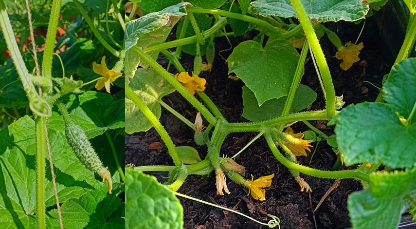 нематода лечение