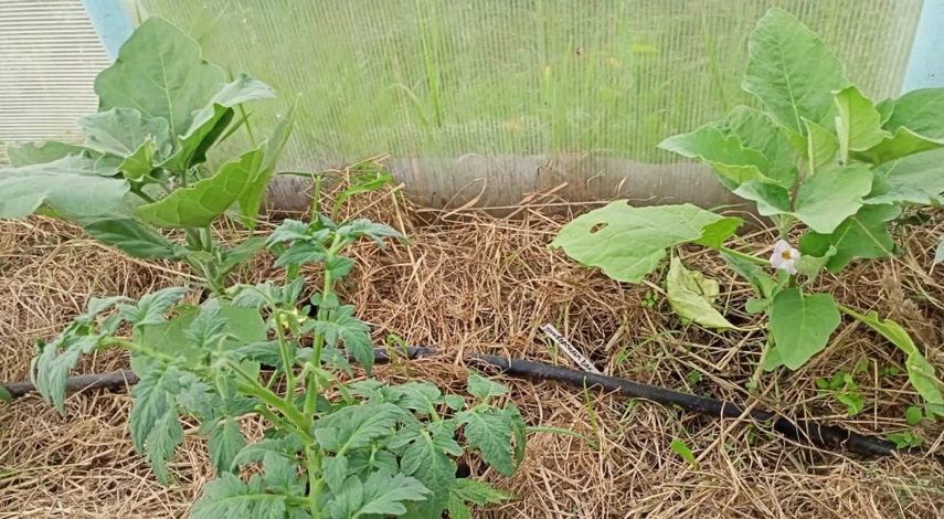 как избавиться от нематоды