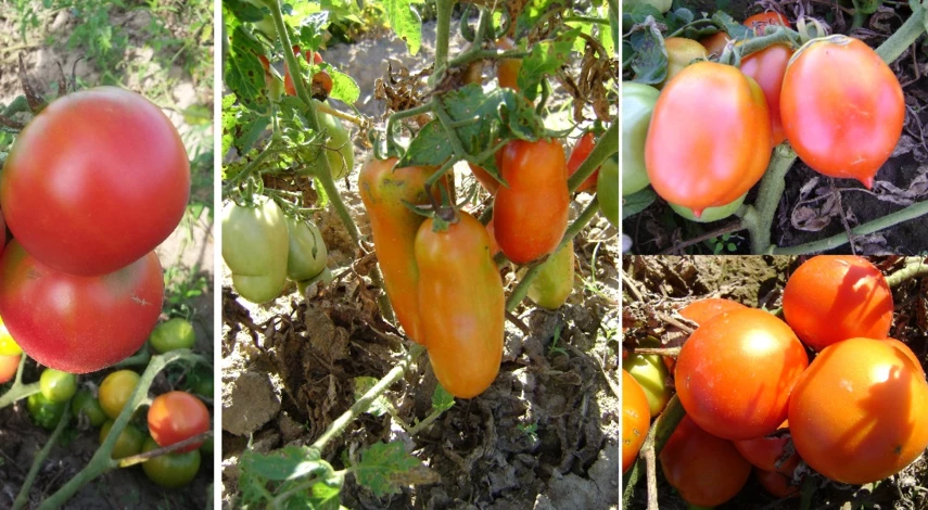 посадка помидор в грунт