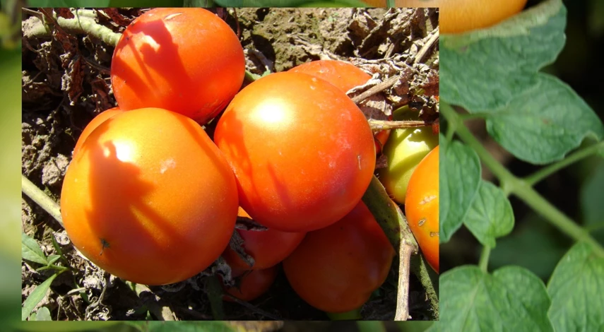 посадка рассады помидор