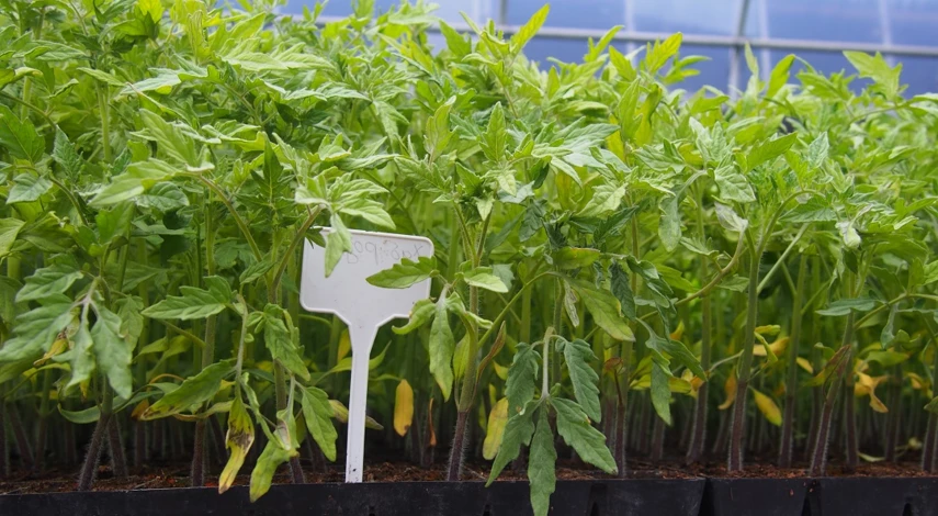 посадка томатов весной