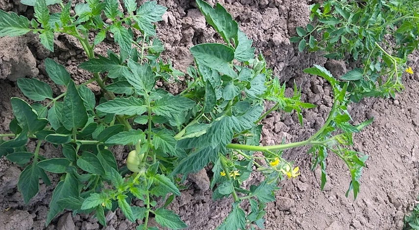 посадка томатов в открытый грунт