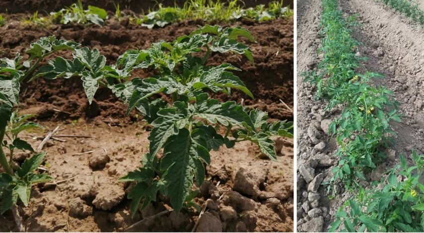 посадка помидор