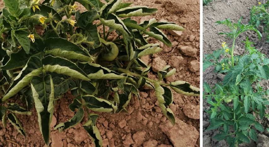 посадка томатов в грунт рассадой