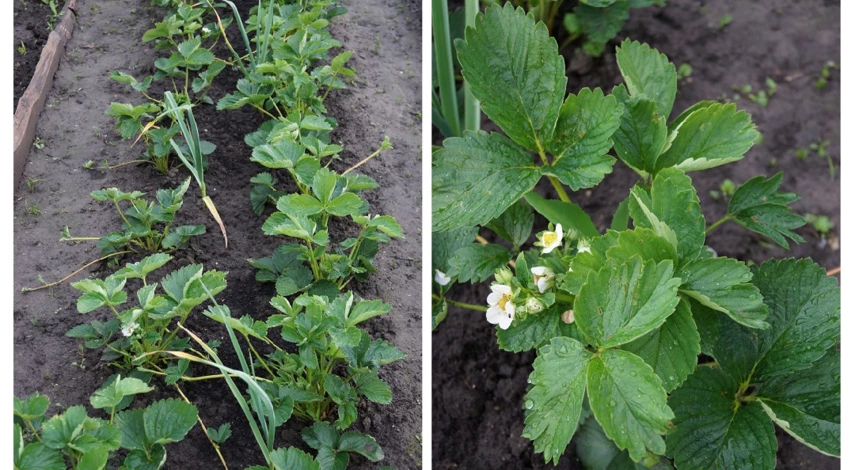 посадка земляники садовой