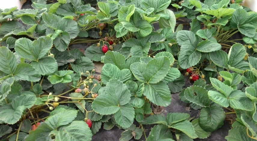 земляника садовая уход