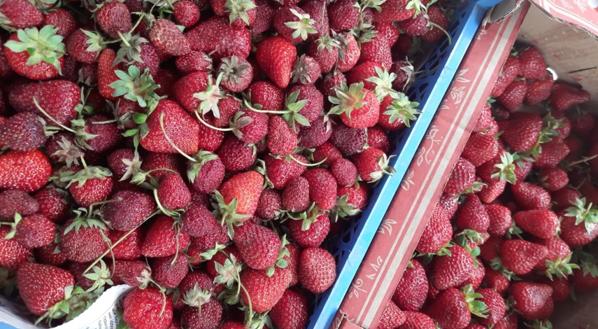 земляника садовая размножение