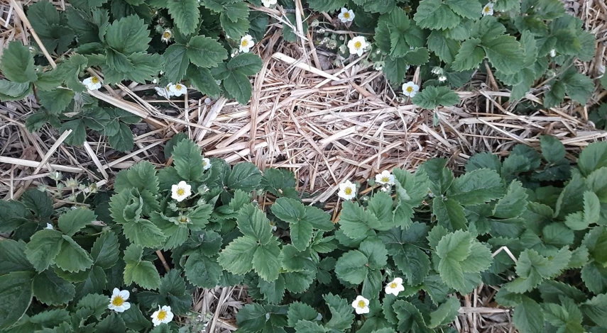 земляника садовая подкормка