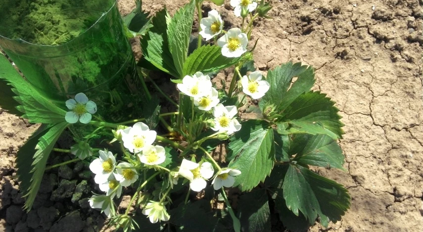 клубника земляника садовая