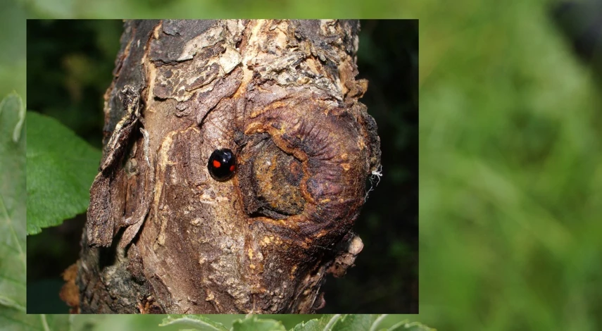 садовый вар после обрезки