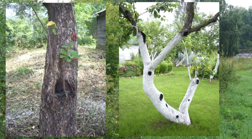 чем замазать после обрезки