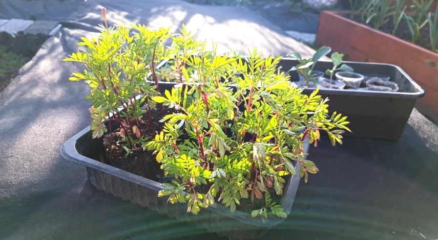 рассада бархатцев в домашних условиях