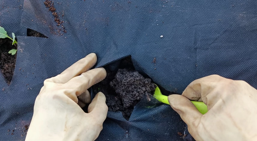 бархатцы высадка