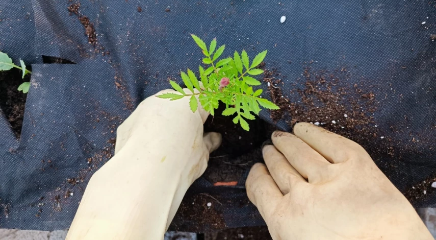 бархатцы высадка в грунт