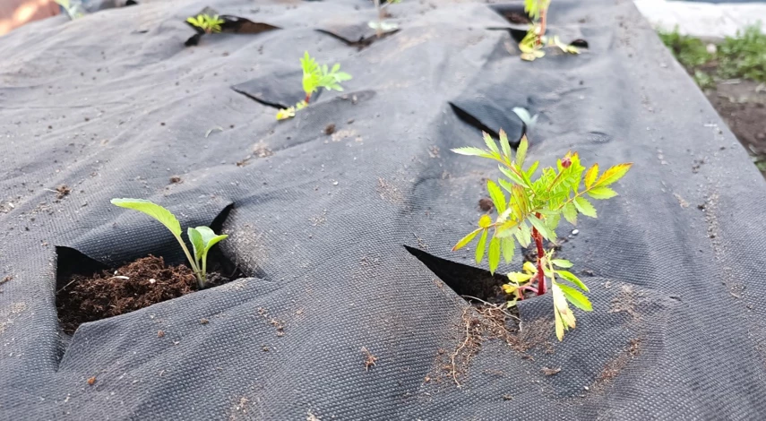 бархатцы высадка рассады