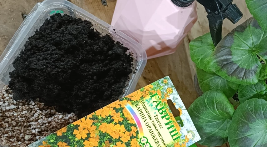 посадка бархатцев весной