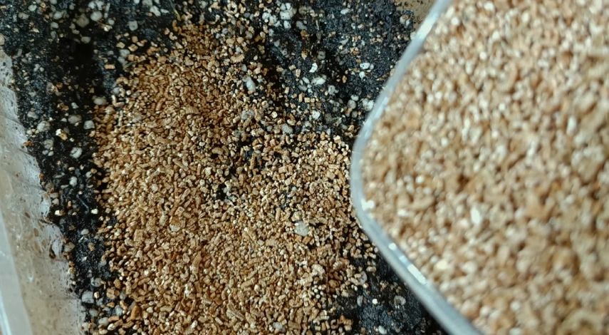 как посадить бархатцы семенами