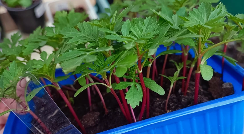 бархатцы уход