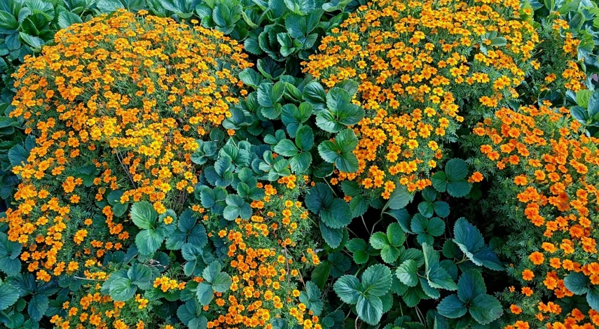 как ухаживать за бархатцами