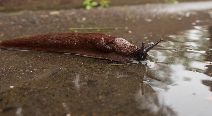 борьба с слизнями