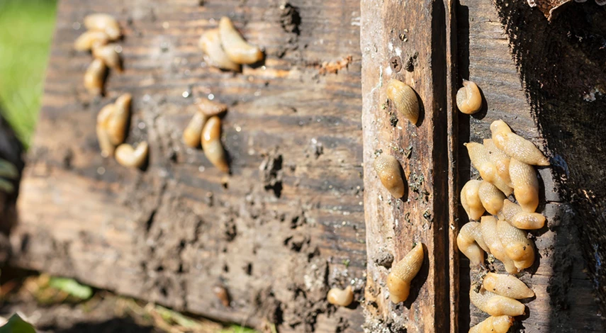 слизни средства борьбы