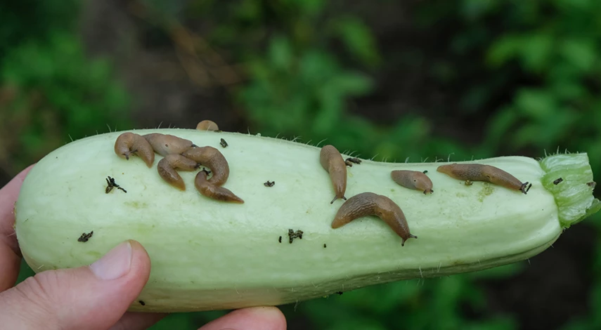 как избавиться от слизней