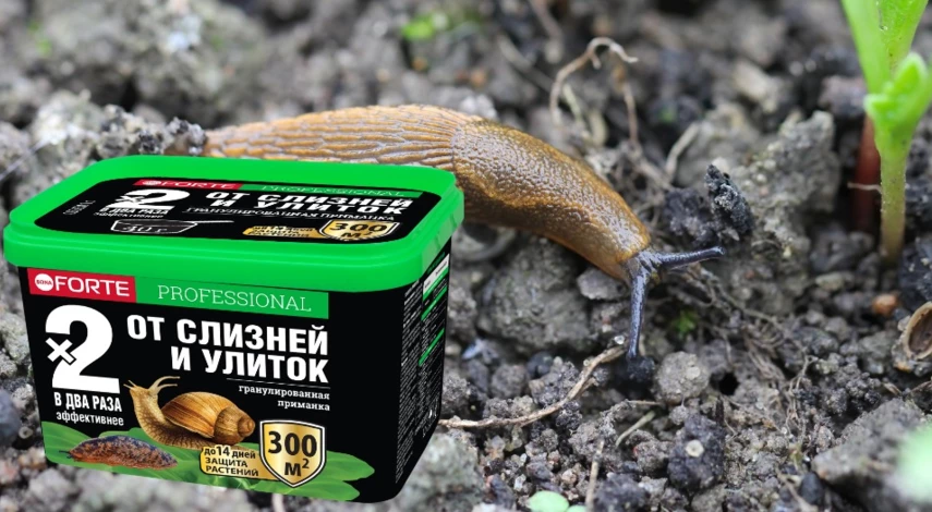 как избавиться от слизней на участке