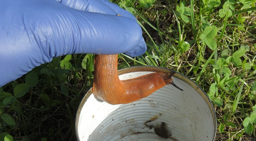 слизни на огороде