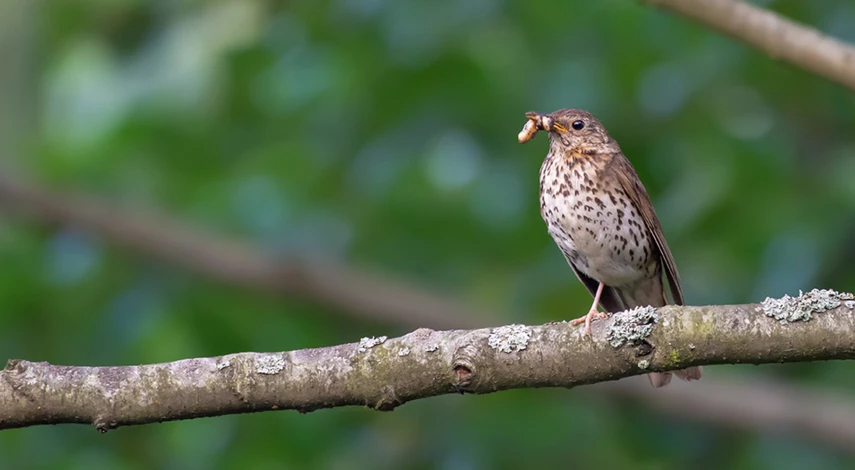 средство от улиток и слизней на огороде