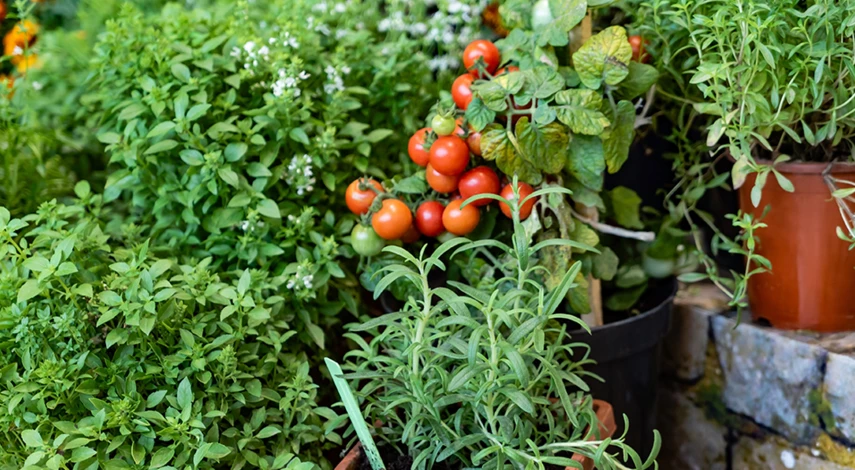 как бороться со слизнями на огороде